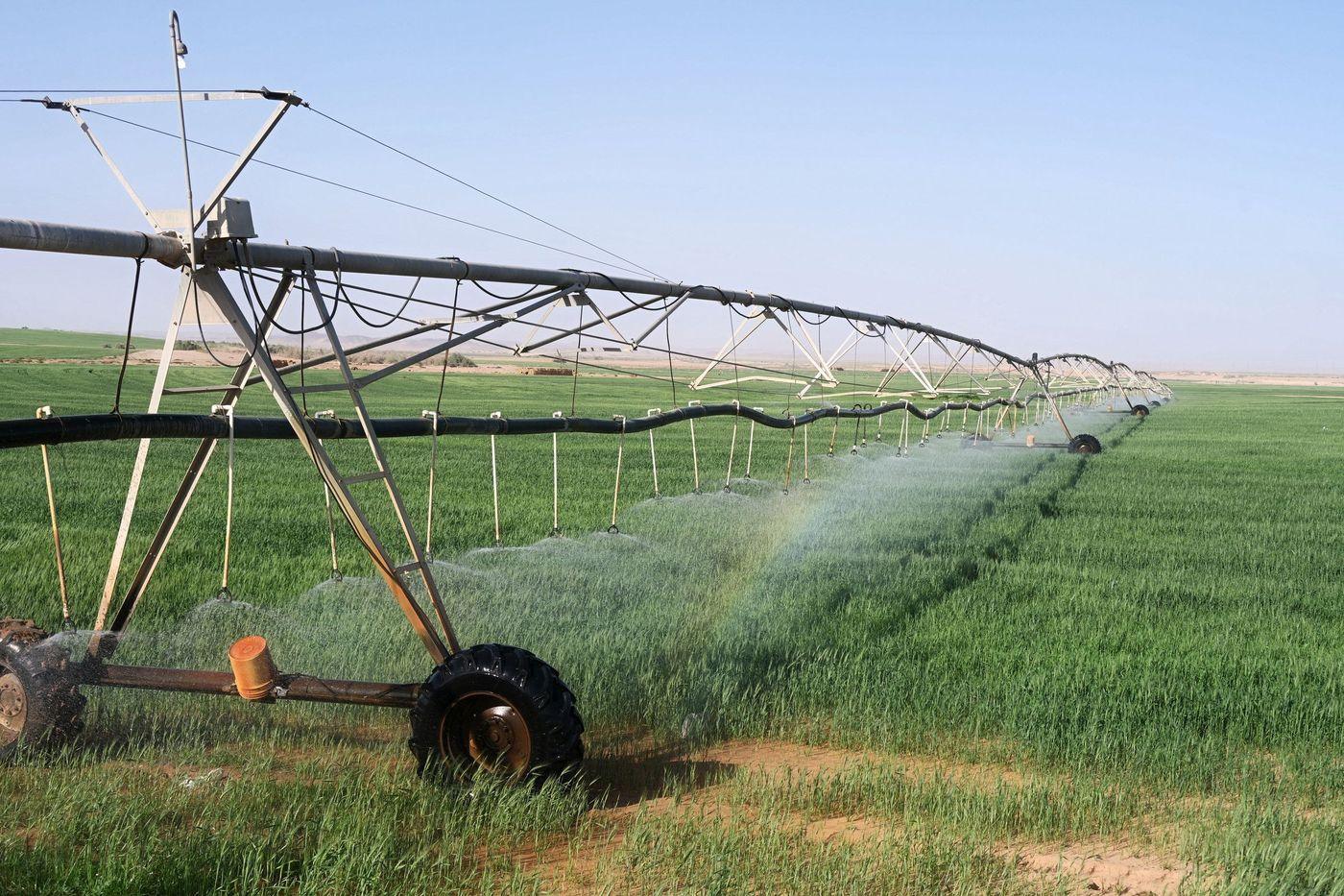 Sprinkler irrigation running across crops in desert conditions near Tabuk, Saudi Arabia